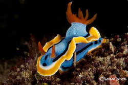 Borneo - Nudi by Spencer Burrows 